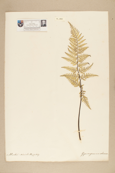 NHM_HH_41.64-2010 image NHM_HH_41.64-2010
