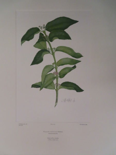 image FDA-E.2916_12_8-2016-A