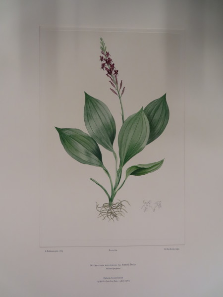 image FDA-E.2916_31_17-2016