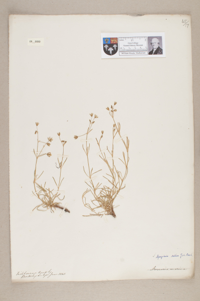 image NHM_HH_9.80-2010