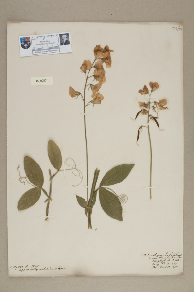 NHM_HH_15.57-2010 image NHM_HH_15.57-2010