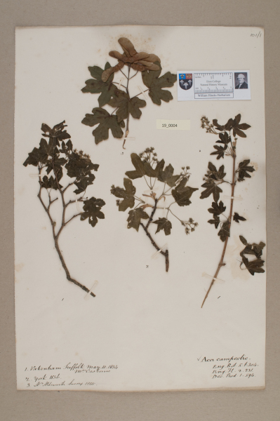 image NHM_HH_19.4-2010