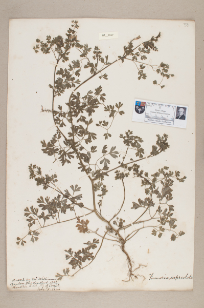 NHM_HH_7.117-2010 image NHM_HH_7.117-2010