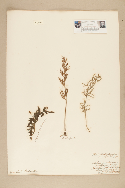 NHM_HH_41.91-2010 image NHM_HH_41.91-2010