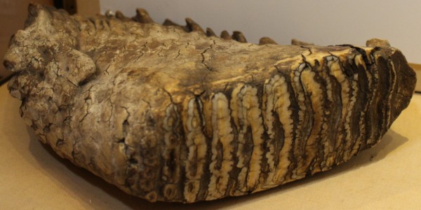 image NHM.286-2016