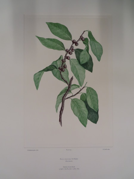 image FDA-E.2916_31_8-2016