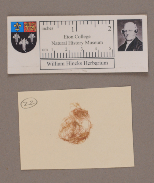 image NHM_HH_1.22-2010