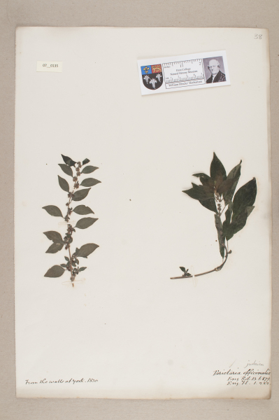 image NHM_HH_7.135-2010
