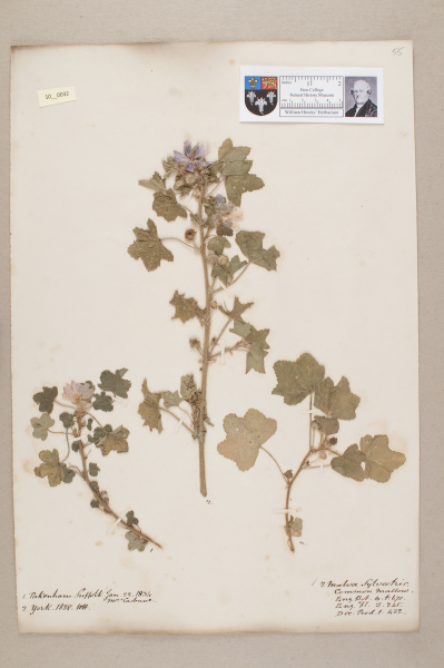 image NHM_HH_10.32-2010
