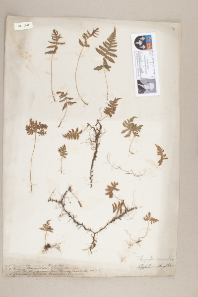 image NHM_HH_4.44-2010