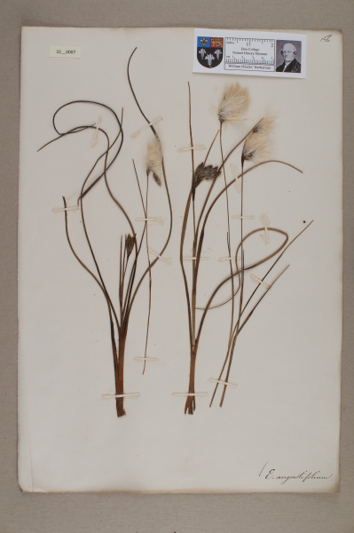 image NHM_HH_32.7-2010