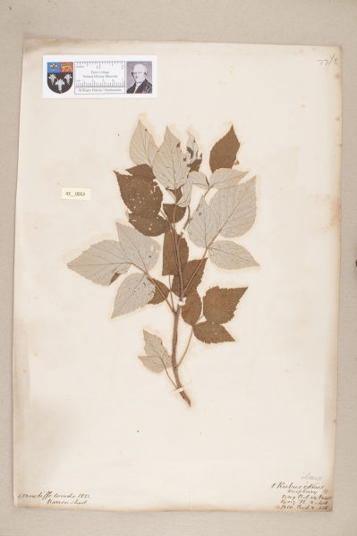 NHM_HH_43.53-2010 image NHM_HH_43.53-2010