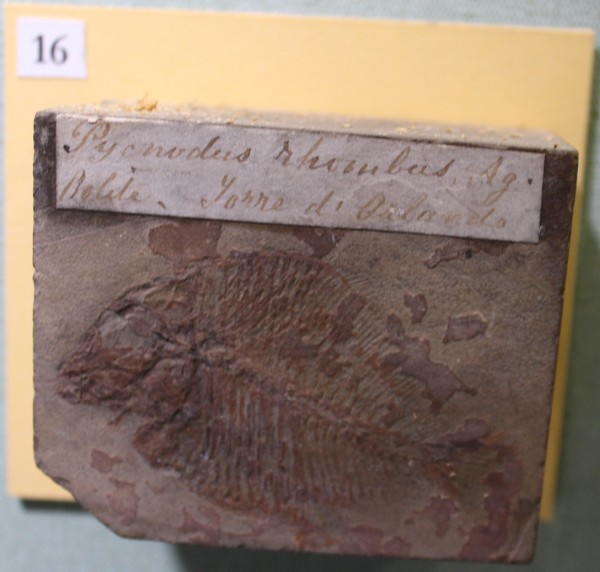 image NHM.477-2017