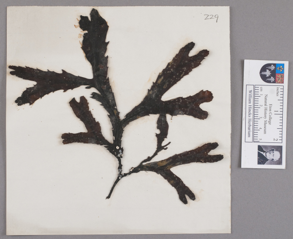 image NHM_HH_1.229-2010