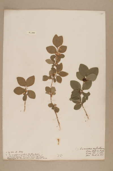 NHM_HH_26.69-2010 image NHM_HH_26.69-2010