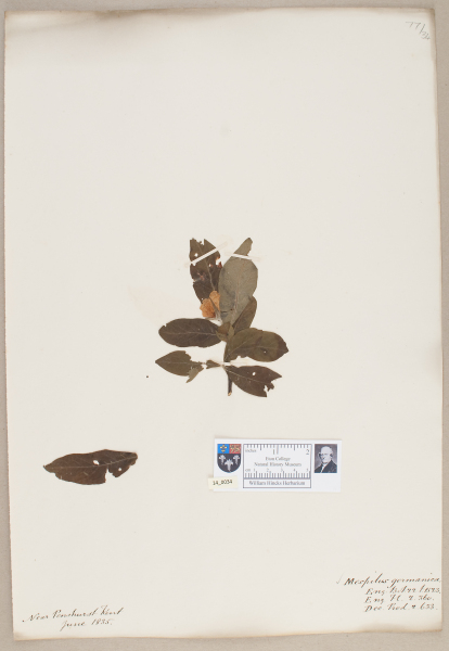 image NHM_HH_14.34-2010