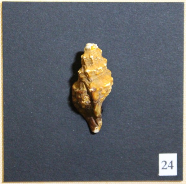 NHM-FT.24-2016 image NHM-FT.24-2016