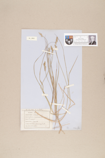 image NHM_HH_33.16-2010