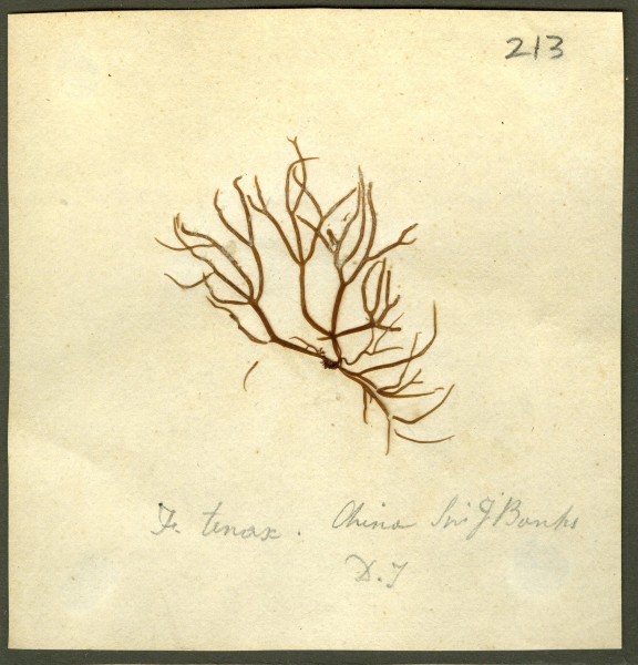 NHM-HH_1.213-2010 image NHM-HH_1.213-2010