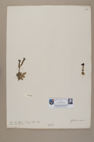 image NHM_HH_19.76-2010
