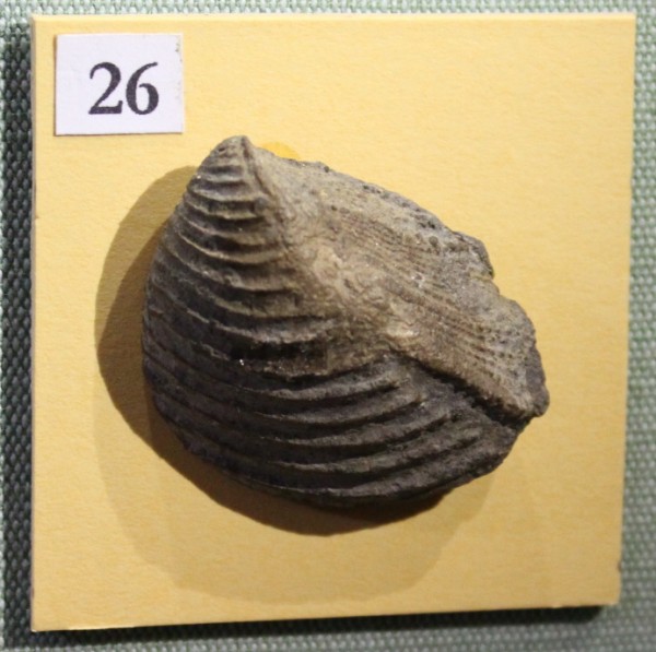 image NHM.487-2017