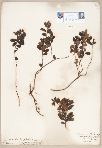 image NHM_HH_12.24-2010