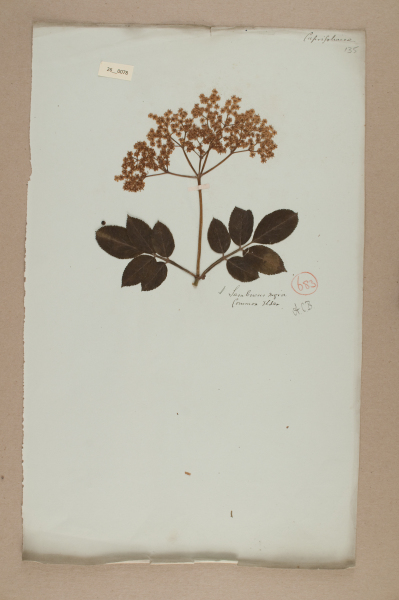 NHM_HH_26.78-2010 image NHM_HH_26.78-2010