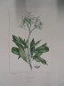 image FDA-E.2916_17_14-2016-A