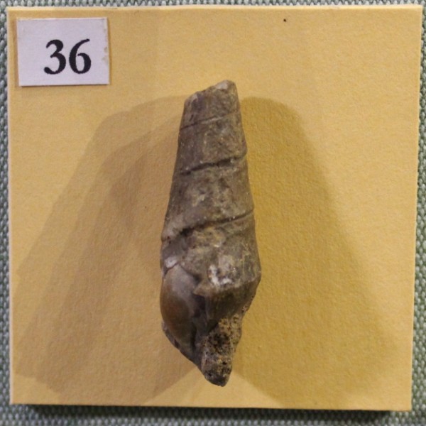 image NHM.497-2017