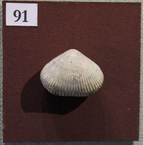 NHM.552-2017 image NHM.552-2017
