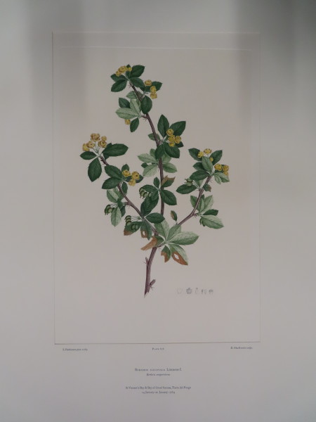 image FDA-E.2916_32_6-2016-A