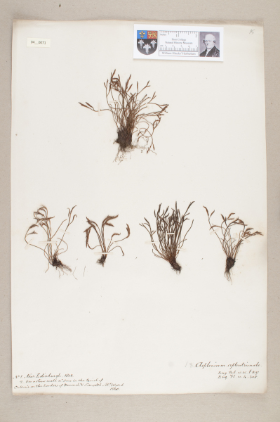 NHM_HH_4.71-2010 image NHM_HH_4.71-2010