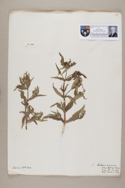 NHM_HH_29.69-2010 image NHM_HH_29.69-2010