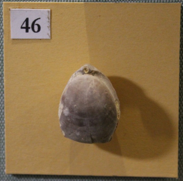 image NHM.507-2017
