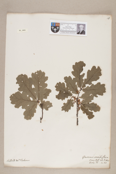 image NHM_HH_8.6-2010