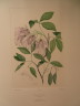 image FDA-E.2916_28_5-2016-A