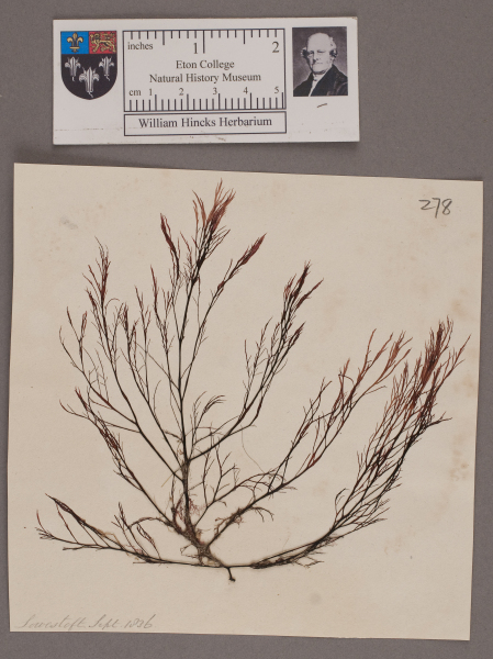 NHM_HH_1.278-2010 image NHM_HH_1.278-2010