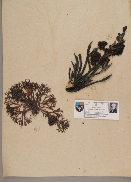 NHM_HH_1.83-2010 image NHM_HH_1.83-2010