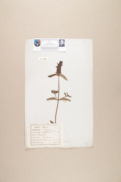 image NHM_HH_23.58-2010