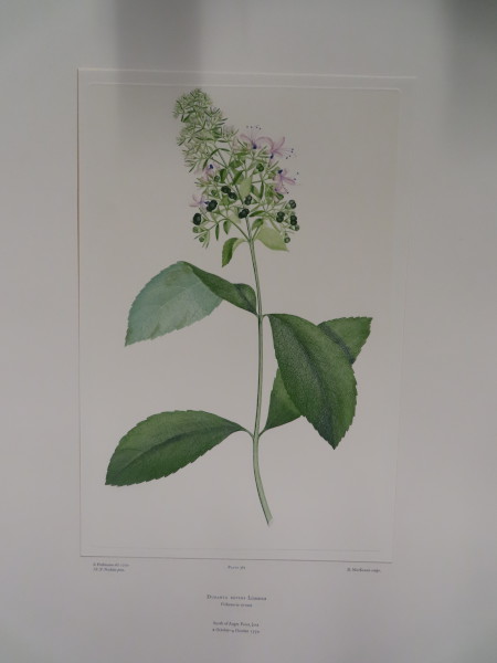 FDA-E.2916_18_9-2016-A image FDA-E.2916_18_9-2016-A