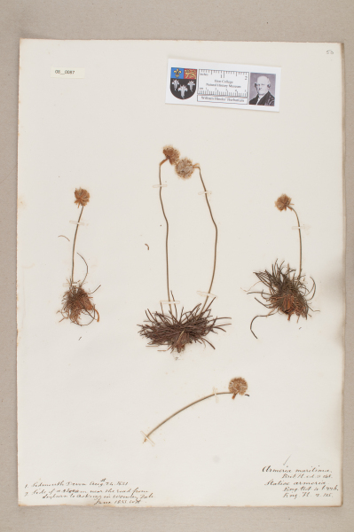 NHM_HH_8.87-2010 image NHM_HH_8.87-2010