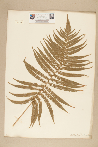 NHM_HH_41.149-2010 image NHM_HH_41.149-2010