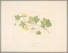 image FDA-E.2916_29_5-2016-cr