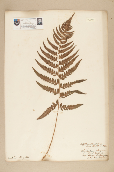 NHM_HH_41.83-2010 image NHM_HH_41.83-2010