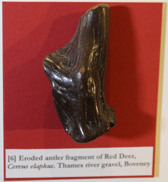 image NHM.277-2016