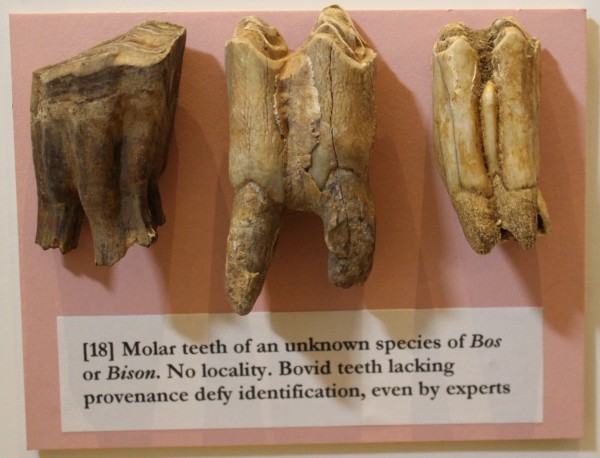 image NHM.287-2016
