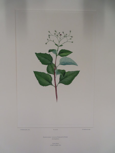 image FDA-E.2916_29_13-2016-A