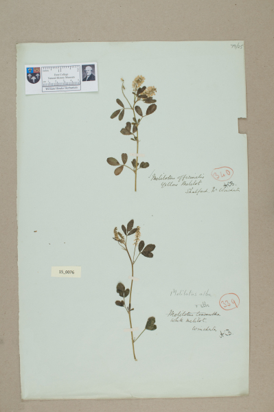 image NHM_HH_15.76-2010