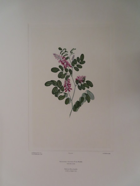 FDA-E.2916_3_19-2016-A image FDA-E.2916_3_19-2016-A