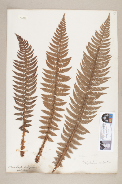 image NHM_HH_5.39-2010